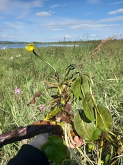 Nuphar pumila