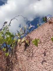 Ipomoea tricolor