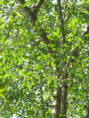 Ficus maroma