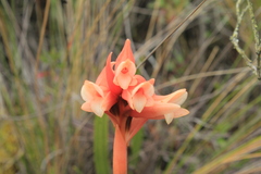 Stenorrhynchos vaginatum