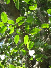 Ficus maroma