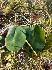 Nuphar pumila