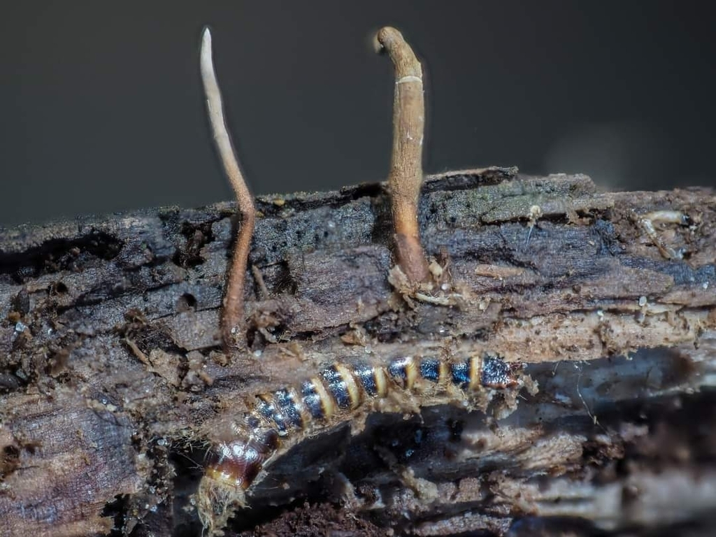 Ophiocordyceps stylophora