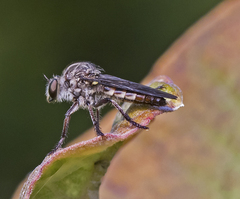 Heteropogon macerinus