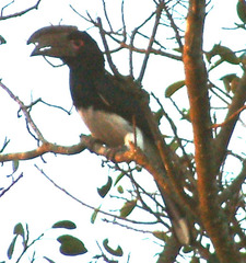 Bycanistes bucinator