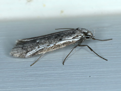Philobota stella