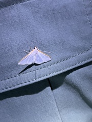 Diaphania