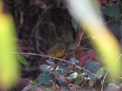 Myiothlypis bivittata