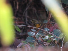 Myiothlypis bivittata