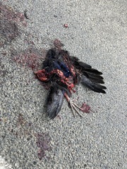 Porphyrio melanotus melanotus