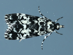 Scoparia exhibitalis