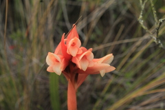 Stenorrhynchos vaginatum