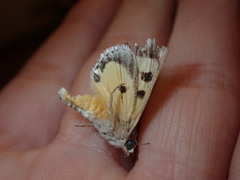 Euscirrhopterus gloveri