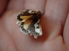 Euscirrhopterus gloveri