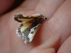 Euscirrhopterus gloveri