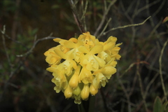 Epidendrum zipaquiranum