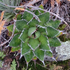 Agave horrida