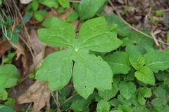 Podophyllum peltatum