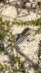 Ctenophorus maculatus