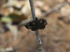 Pyrginae
