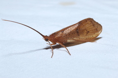 Pycnopsyche scabripennis