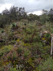 Agave horrida