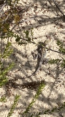 Ctenophorus maculatus