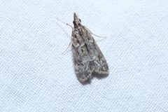 Eudonia heterosalis