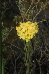 Epidendrum zipaquiranum