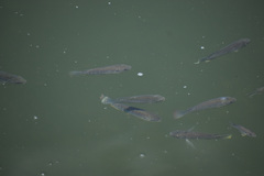 Oreochromis