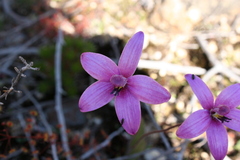 Elythranthera emarginata