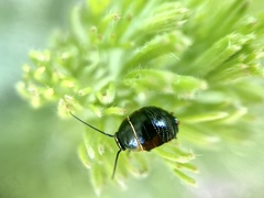 Ellipsidion