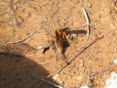 Polistes cavapyta
