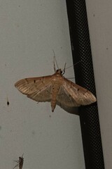 Herpetogramma bipunctalis