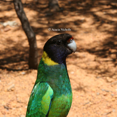 Barnardius zonarius