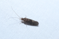 Polycentropodidae