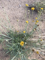 Thelesperma megapotamicum