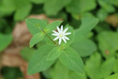 Stellaria pubera