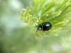 Ellipsidion