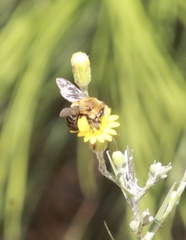 Melissodes dentiventris