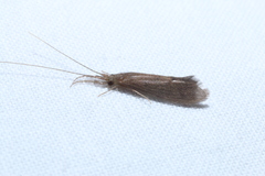 Polycentropodidae