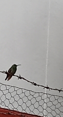 Saucerottia beryllina