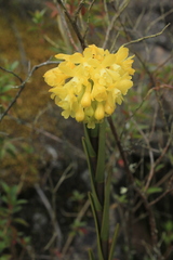 Epidendrum zipaquiranum