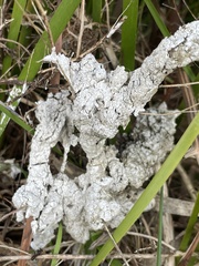 Didymium mucilago