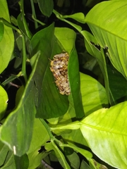 Mischocyttarus mexicanus cubicola