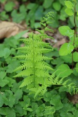 Amauropelta noveboracensis