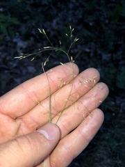 Agrostis perennans