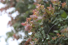 Corymbia setosa