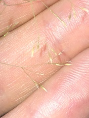Agrostis perennans