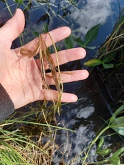 Potamogeton